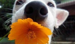 吃瓜网红事件狗子图片,狗子图片引发网友热议